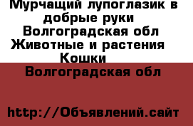 Мурчащий лупоглазик в добрые руки - Волгоградская обл. Животные и растения » Кошки   . Волгоградская обл.